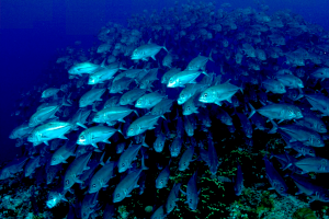ocean transportation ocean transportation
